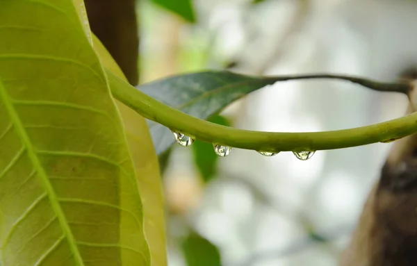 Water dropping on mango branch in garden — Stock Photo, Image
