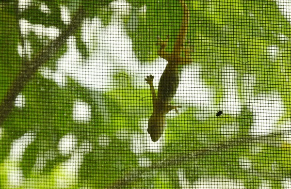 Lizard hanging on glass door and looking dead fly stuck inside mosquito net — Stock Photo, Image