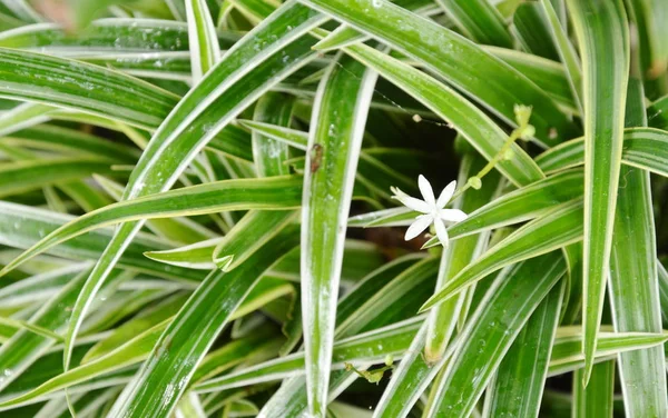 White weed flower blooming among Dracaena plant clump — Stock Photo, Image