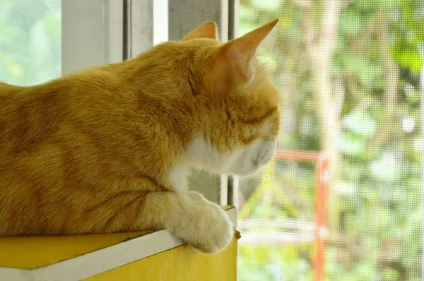 Имбирный кот наблюдает из окна в доме — стоковое фото