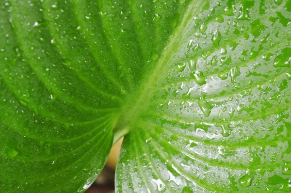  damla su bahçe bitkiyi yaprak üzerinde