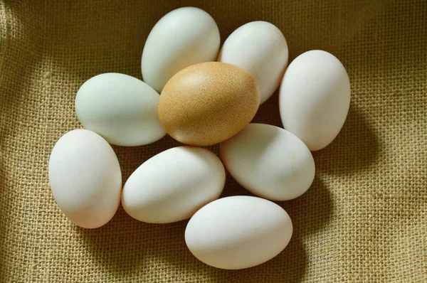 Braunes und weißes Ei auf Sacktuch — Stockfoto