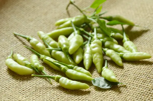 Fresh green chili harvesting on sackcloth — Stock Photo, Image