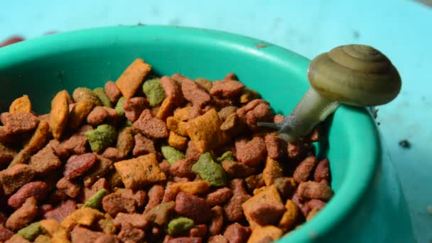 Alimentación de caracol comida instantánea para mascotas en un tazón de plástico en la noche — Vídeo de stock