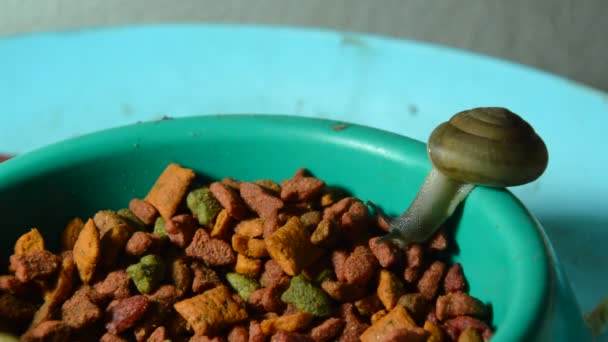 Улитка кормит кошачий корм в пластиковой миске ночью — стоковое видео
