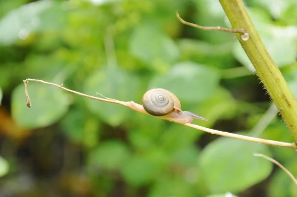 Escargot rampant sur la branche de lierre dans le jardin — Photo
