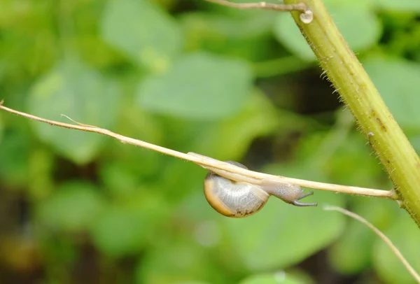 Улитка висит на ветке плюща в саду — стоковое фото