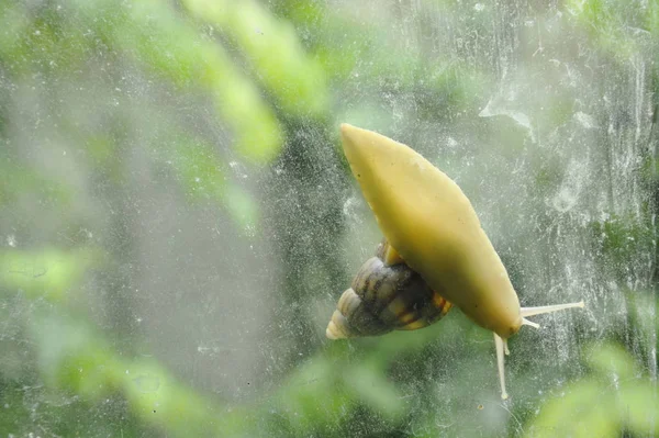 Caracol escalando lentamente na porta de vidro com fundo de jardim — Fotografia de Stock