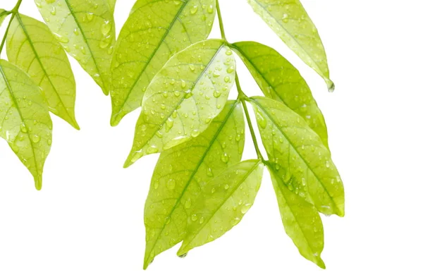 Goutte d'eau sur une feuille de prune d'eau sauvage sur fond blanc — Photo