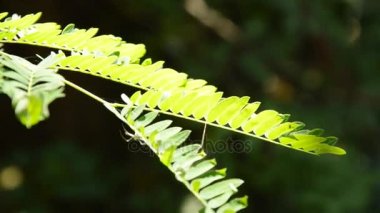 Akasya kaydırma yaprak ve ağaç ilk bahçe içinde kameraya kadar tilt
