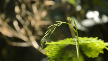 rüzgar estigi bahçesinde ortaya koymak yaprakları bud akasya izleyin