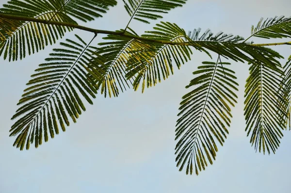 空を背景に枝の葉 — ストック写真