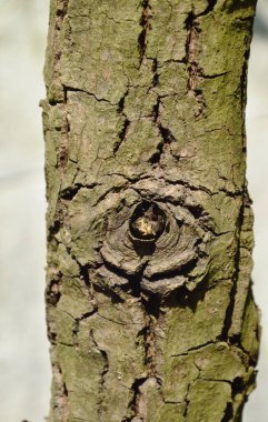  ağaç gnarl göz göz top bahçe gibi