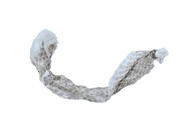 白い背景の上の蛇スラウの皮 — ストック写真