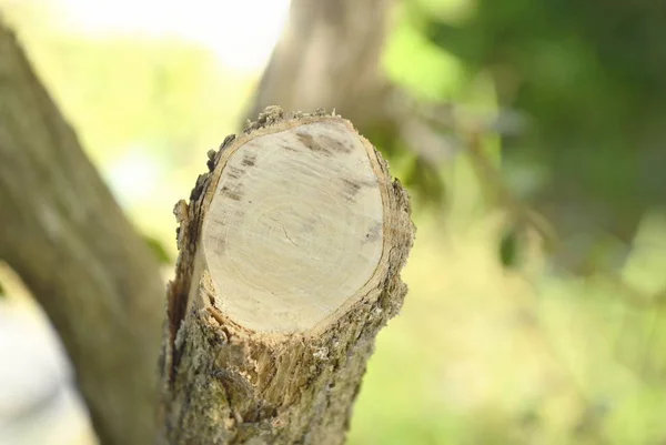 Árbol tocones textura y fondo en el jardín —  Fotos de Stock