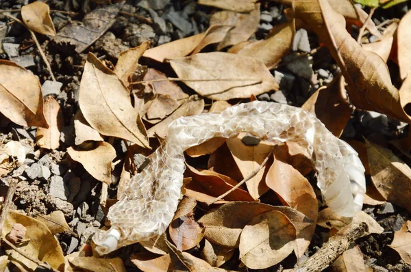 Hadí kůže slough na půdu v zahradě — Stock fotografie