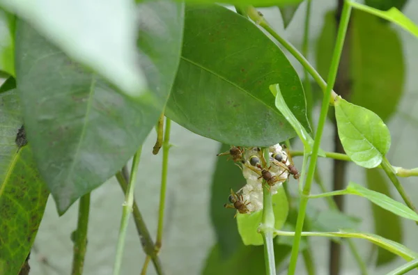 Hornet build their nest hiding under bush in garden — Stock Photo, Image