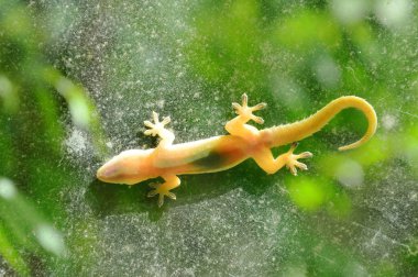  hala asılı kertenkele cam kapı ile Bahçe arka plan üzerinde güneşlenmek