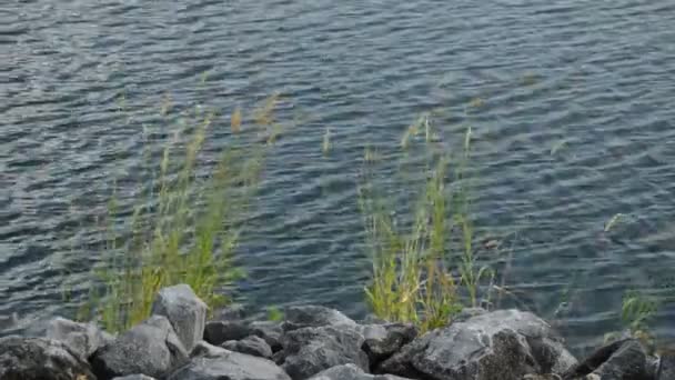 Gras bloem die voortvloeien uit de wind klap aan kade in de buurt van rivier — Stockvideo