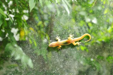  hala asılı kertenkele cam kapı ile Bahçe arka plan üzerinde güneşlenmek