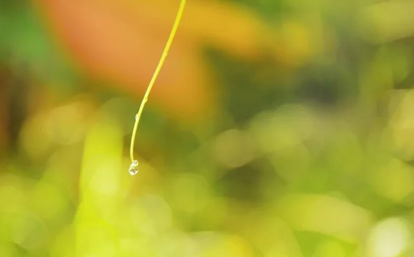 Капля воды на ветке плюща тыквы висит в саду — стоковое фото