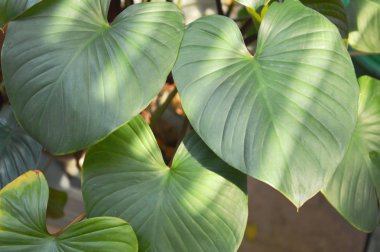  kart iyi lily veya arka plan ve doku yayılan güneş ışığı ile yaprak Kuzey Noel lily