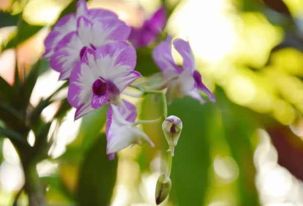 Dendrobium orchidej kvetoucí na větvi v zahradě — Stock fotografie