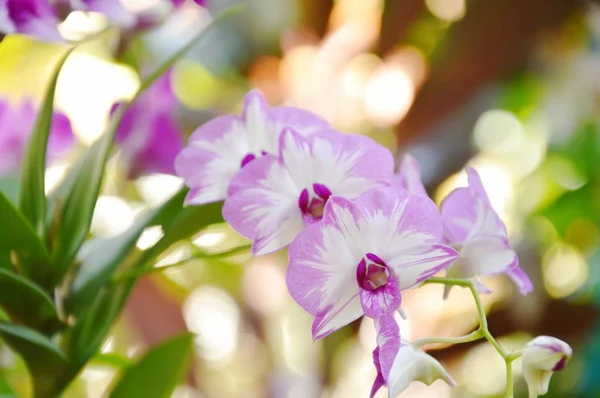 Dendrobium orchidej kvetoucí na větvi v zahradě — Stock fotografie