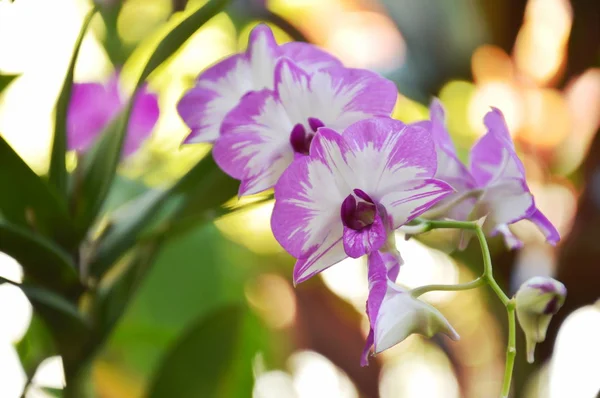 Дендробієва орхідея, що цвіте на гілці в саду — стокове фото