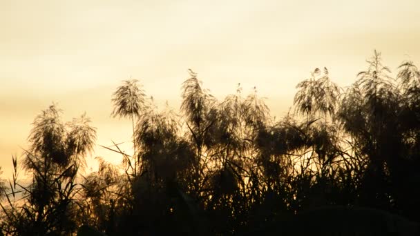 Flower Reed Grass Flowing Wind Blow Sunset Sky — Stock Video