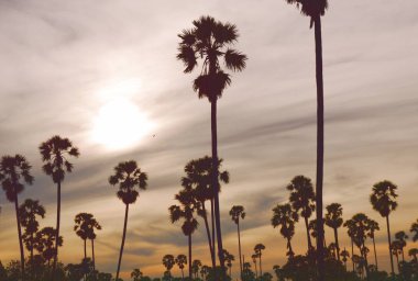  siluet toddy palmiye ağacı üzerinde günbatımı sky