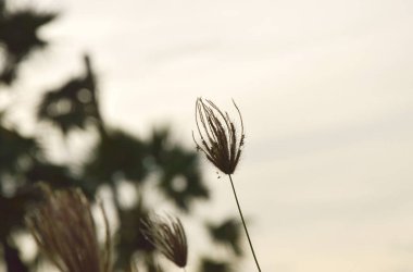  Rüzgar estigi günbatımı gökyüzü üzerinde üzerinden akan çimen çiçek