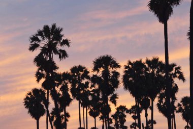  siluet toddy palmiye ağacı üzerinde günbatımı sky