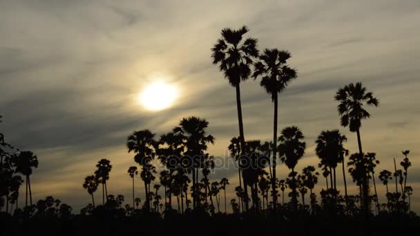 Silhueta Toddy Palmeira Céu Pôr Sol Campo Paddy — Vídeo de Stock