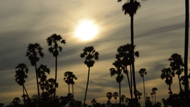 Σιλουέτα Φοίνικα Χυμού Φοινικόδεντρου Ηλιοβασίλεμα Ουρανού Πεδίο Ορυζώνα — Αρχείο Βίντεο