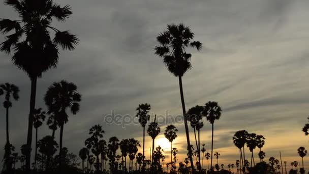 Panning Silhueta Toddy Palmeira Céu Pôr Sol Campo Paddy — Vídeo de Stock