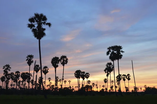 Sylwetka cukier palma na zachód słońca niebo w pole ryżowe — Zdjęcie stockowe