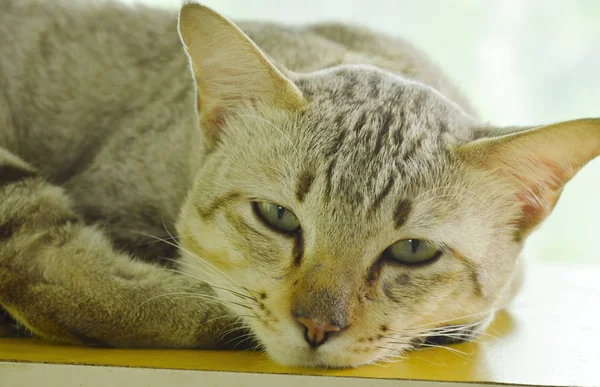 Szürke cica megállapításáról és pihenjen a sárga fa tábla — Stock Fotó