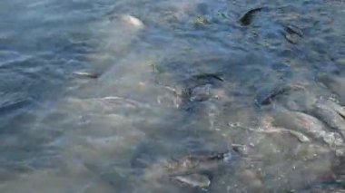 Nil Tilapia ve yayın balığı ekmek su havuzunda yalayıp yutmak