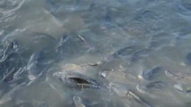 Mango fiah ve yayın balığı besleme su havuzunda ekmek