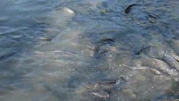 Nile Tilapia Meerval Schrokken Brood Water Zwembad — Stockvideo