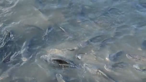 mangue fiah et poisson-chat nourrissant du pain dans la piscine d'eau 