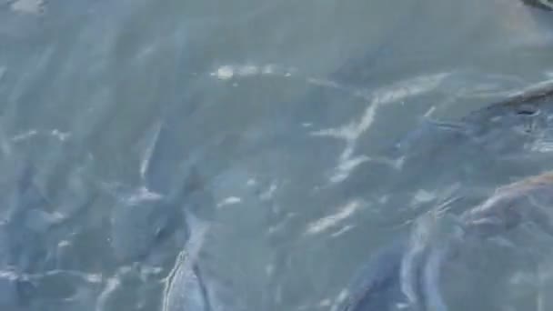 尼罗河罗非鱼 鲶鱼和海龟在水池里游泳和潜水 — 图库视频影像