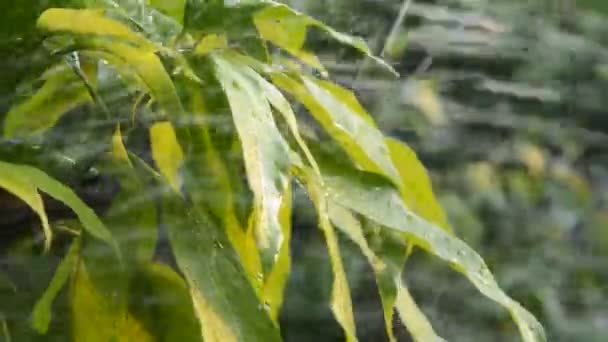 Φύλλα Μάνγκο Πότισμα Αγρόκτημα Βράδυ — Αρχείο Βίντεο