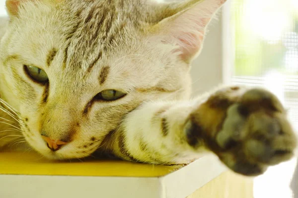 Gato cinza dormindo no armário de madeira em casa — Fotografia de Stock