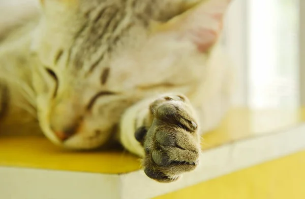 Лапа серого кота, спящего на деревянном шкафу — стоковое фото