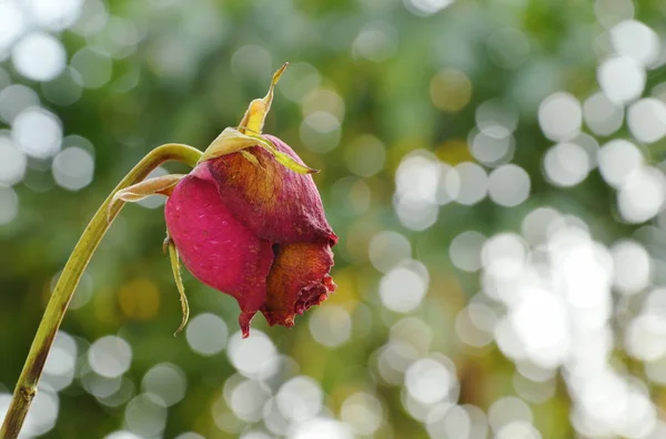 Rose rouge se fanent sur la branche dans le jardin — Photo