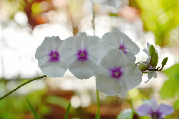 Bílá Dendrobium orchidej kvete na větvi v zahradě — Stock fotografie