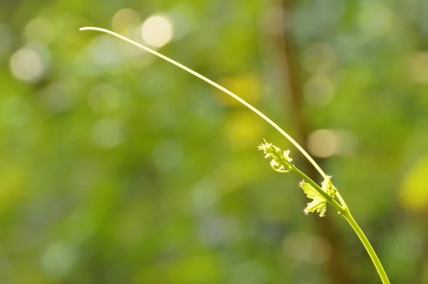 Ivy kalebass gren tillväxt i trädgården — Stockfoto