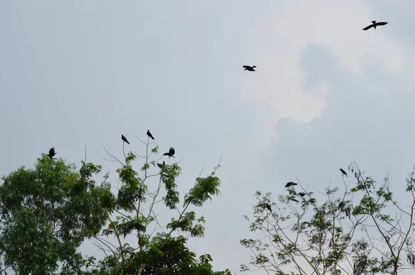 Cuervo colgando y volando sobre la parte superior del árbol en el jardín — Foto de Stock